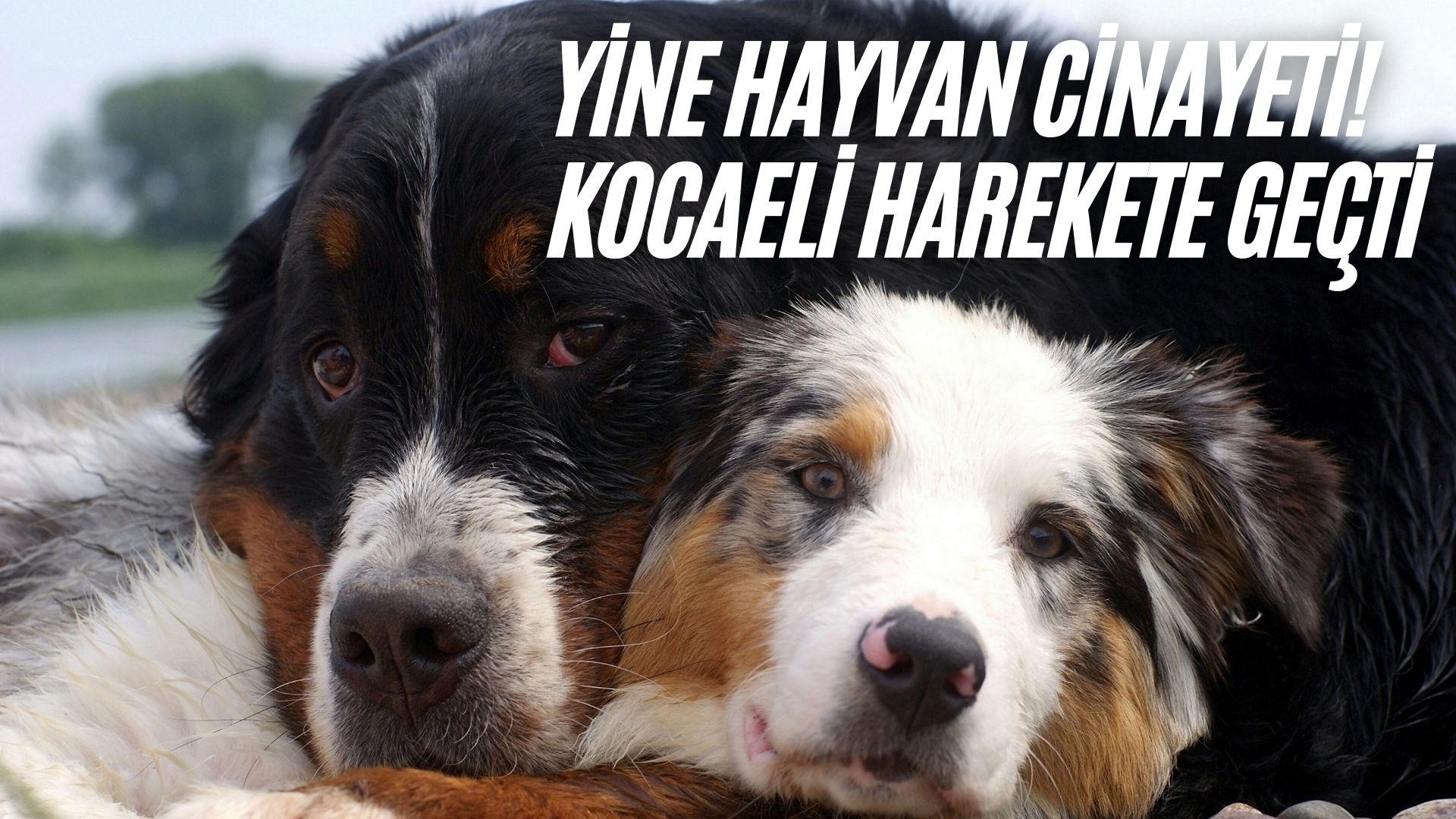 Kocaeli'de Zehirlenerek Öldürülen 8 Köpek İçin İnceleme Başlatıldı