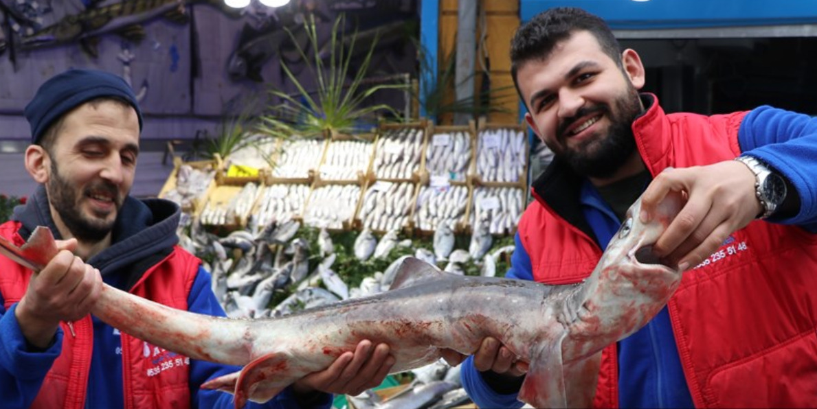 Edirne'deki Tezgahlarda "Pamuk" Cinsi Köpek Balığı Sergileniyır