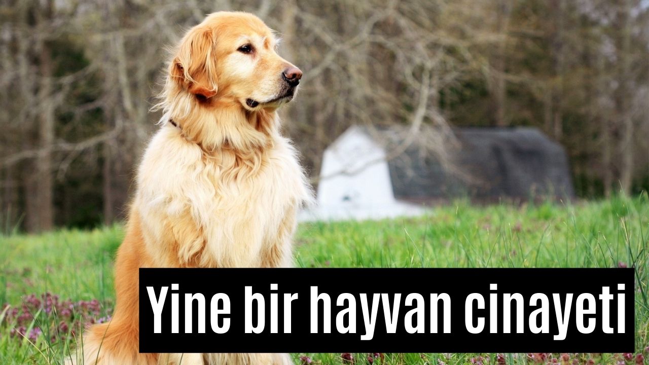 Köpeği Ezip Kaçan Şöföre Sadece Adli Kontrol Şartı Verildi!