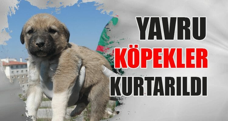 Yavru Köpekler Kurtarıldı